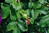 Rosa rugosa