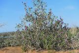 Astragalus paucijugus