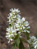 Amelanchier alnifolia. Верхушка побега с соцветием. Ленинградская обл., Ломоносовский р-н, окр. дер. Низино, обрывистый берег ручья. 17.05.2020.