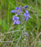 Polemonium chinense