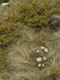 Pulsatilla vernalis