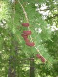 Larix cajanderi. Ветка с шишками текущего года. Камчатский край, Елизовский район, природный парк \"Вулканы Камчатки\", кордон Пиначевский, пойменный лес. 27.06.2009.