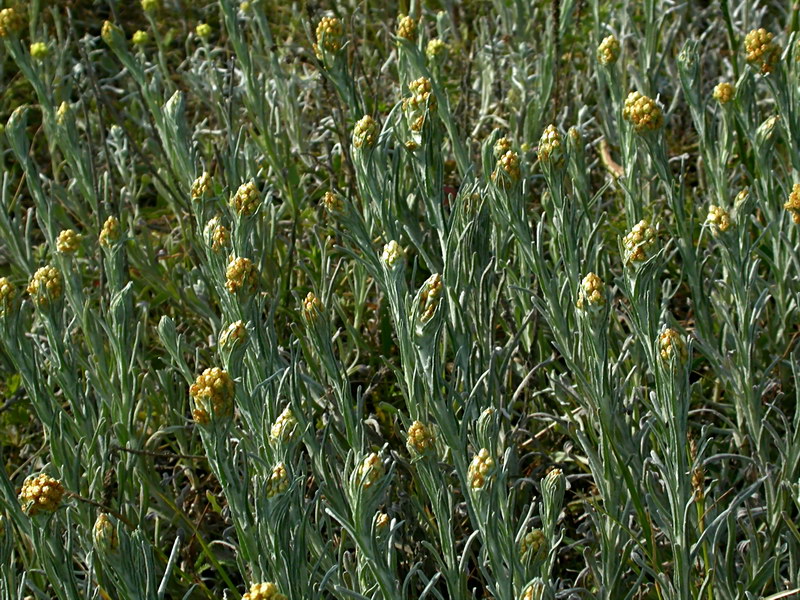 Image of Helichrysum arenarium specimen.