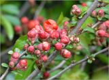 Chaenomeles japonica