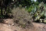 Cylindropuntia leptocaulis