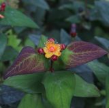 Hypericum androsaemum