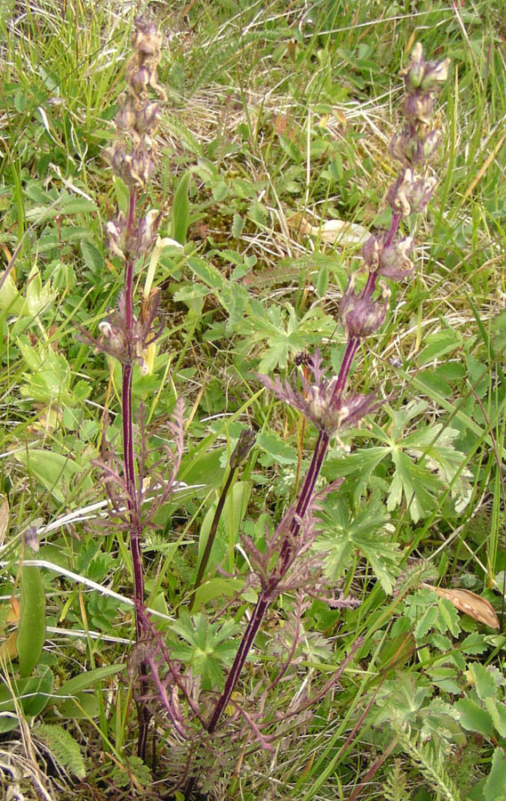 Изображение особи Pedicularis anthemifolia.