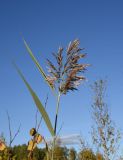 Phragmites australis