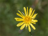 Tragopogon orientalis. Соцветие. Астраханская обл., Черноярский р-н, окр. с. Солёное Займище, берег р. Волга, пойменный луг. 02.06.2022.