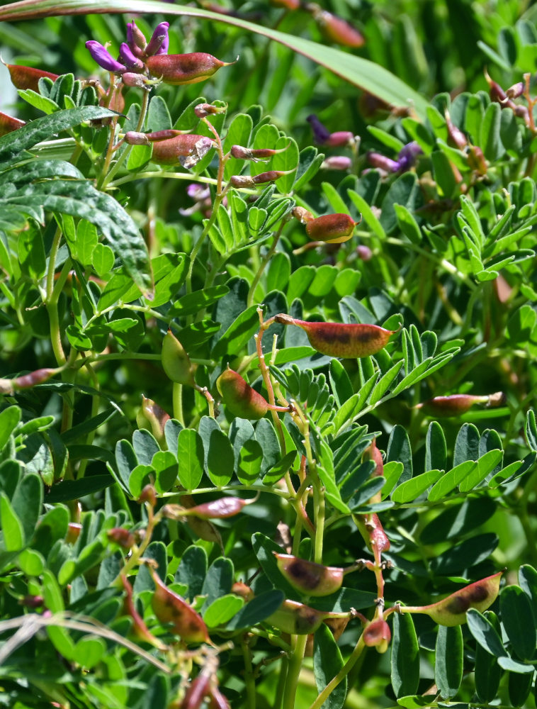 Изображение особи Astragalus japonicus.