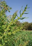 Rumex maritimus