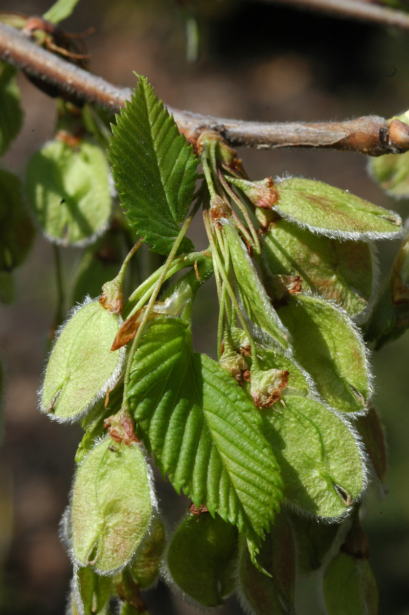 Изображение особи Ulmus laevis.