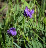 Astragalus danicus. Соцветия и листья. Пермский край, г. Пермь, Дзержинский р-н, м-н Акуловский, разнотравный луг за автобусной остановкой. 25.05.2023.