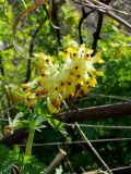 Corydalis nobilis