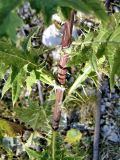 Cirsium gagnidzei