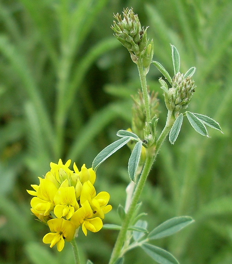 Изображение особи Medicago romanica.