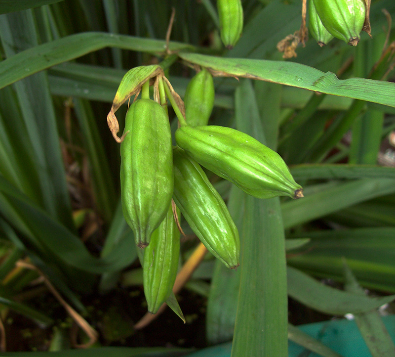 Изображение особи Iris pseudacorus.