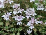 Thymus trautvetteri