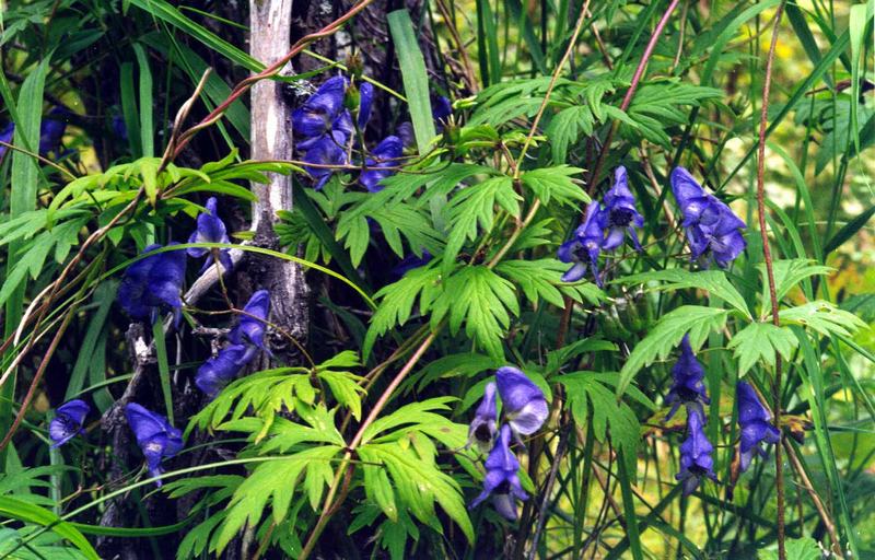 Изображение особи Aconitum woroschilovii.