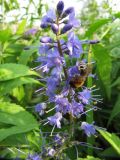 Veronica longifolia