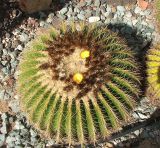 Echinocactus grusonii