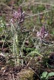 Pedicularis olgae. Цветущее растение. Южный Казахстан, хр. Таласский Алатау, ущ. Иргайлы. 02.05.2013.