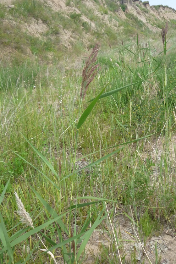 Изображение особи Phragmites australis.