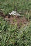 Oedibasis chaerophylloides. Побег с соцветием. Южный Казахстан, хр. Каржантау, ущ. Кызылбулак, левый склон. 27.05.2013.