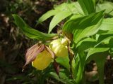 Cypripedium calceolus. Верхушки цветущих растений. Московская обл., Талдомский р-н, близ пгт Запрудня. 21.05.2010.