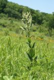 Veratrum dahuricum. Цветущее растение. Приморский край, Шкотовский р-н, окр. дер. Царёвка, на лугу. 24.06.2014.