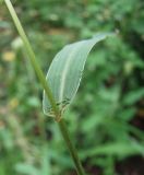 Setaria viridis