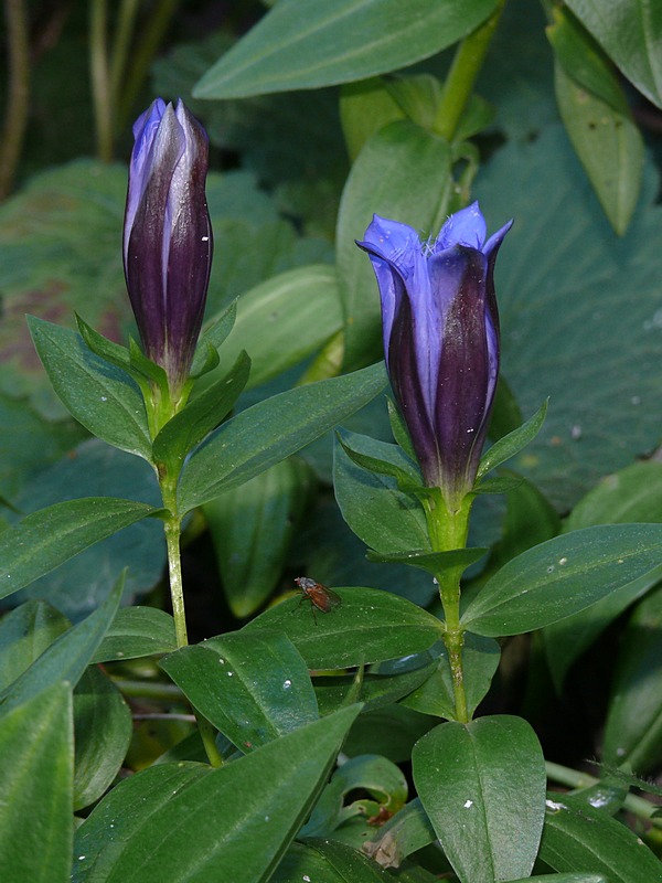 Изображение особи Gentiana septemfida.