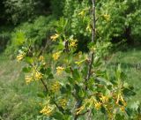 Ribes aureum