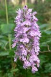 Dactylorhiza fuchsii