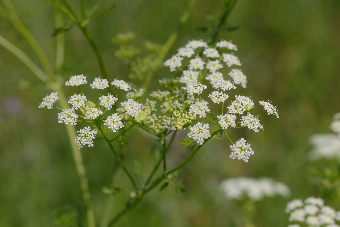 Изображение особи Conium maculatum.