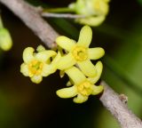 Pittosporum phillyraeoides