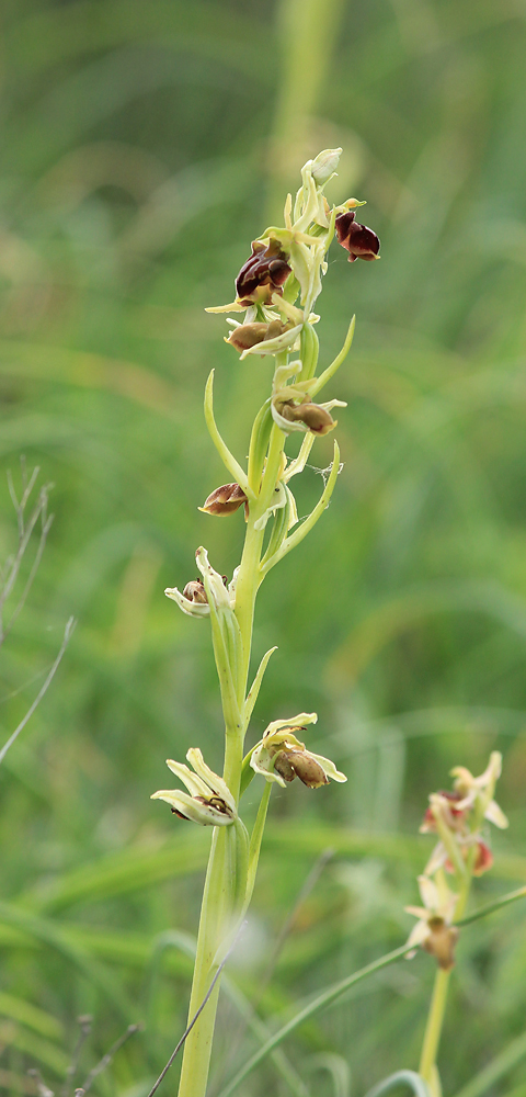 Изображение особи Ophrys mammosa ssp. caucasica.