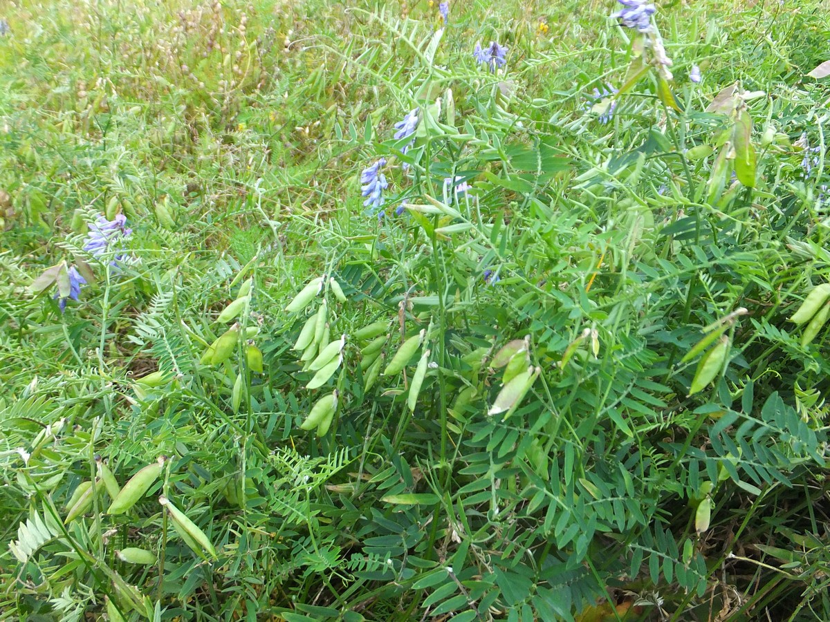 Изображение особи Vicia cracca.