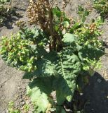 Nicotiana rustica