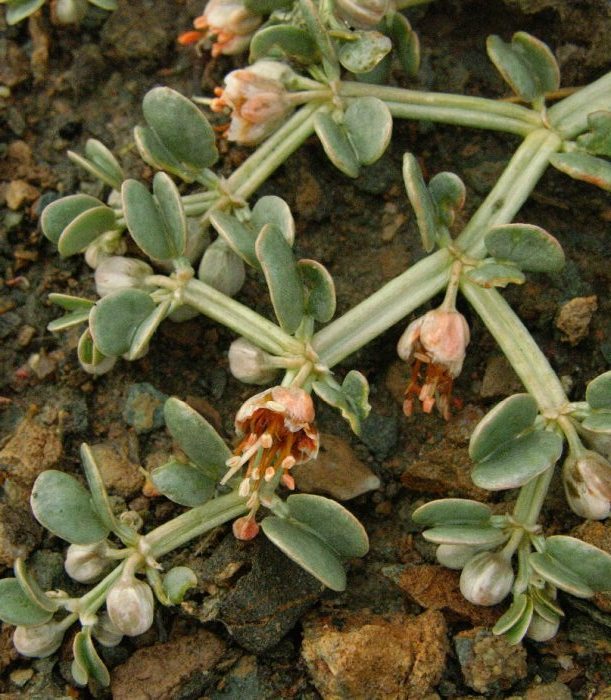 Изображение особи Zygophyllum rosovii.