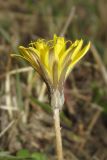 Taraxacum perenne. Соцветие. Крым, Байдарская долина, залежь в окр. с. Орлиное. 27 октября 2016 г.