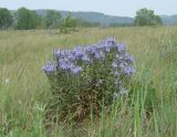 Veronica prostrata. Цветущие растения на лугу. Иркутская обл., Иркутский р-н, окр. пос. Боково. 09.06.2016.