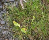 Juncus bulbosus