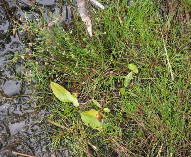 Изображение особи Juncus bulbosus.