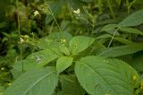 Impatiens parviflora