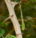 Dichrostachys cinerea