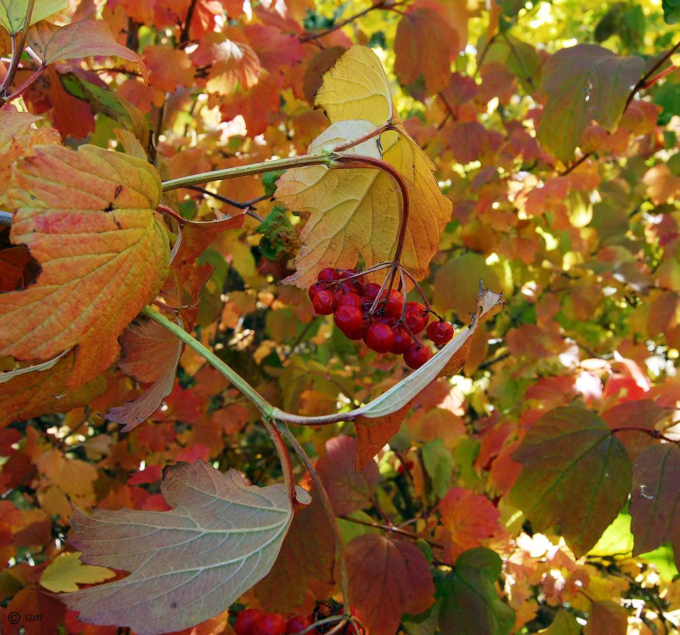 Изображение особи Viburnum opulus.