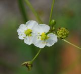 Alisma plantago-aquatica