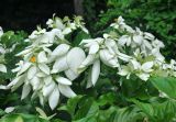 Mussaenda frondosa