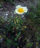 Helianthemum nummularium